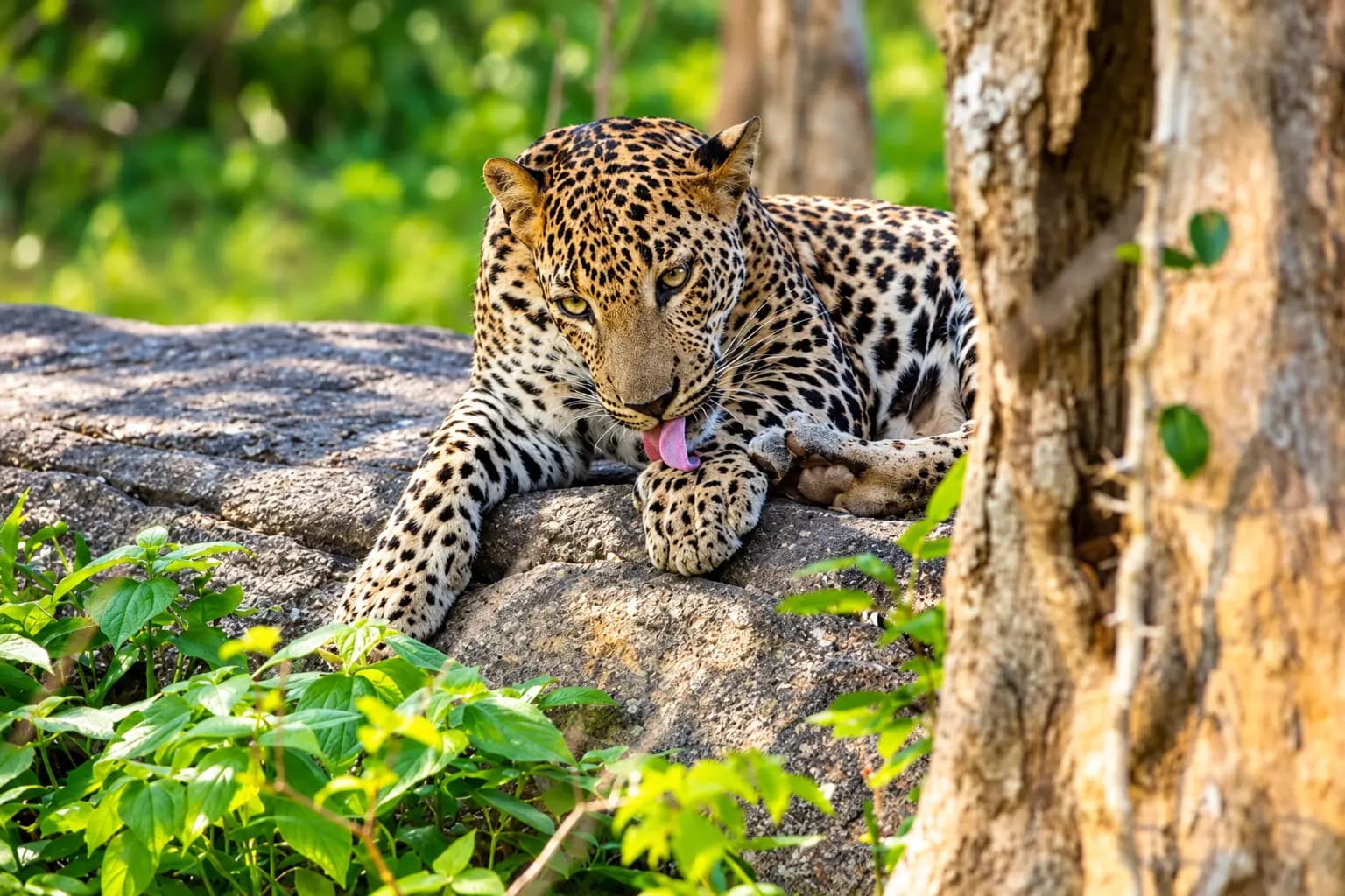 Yala, Sri Lanka