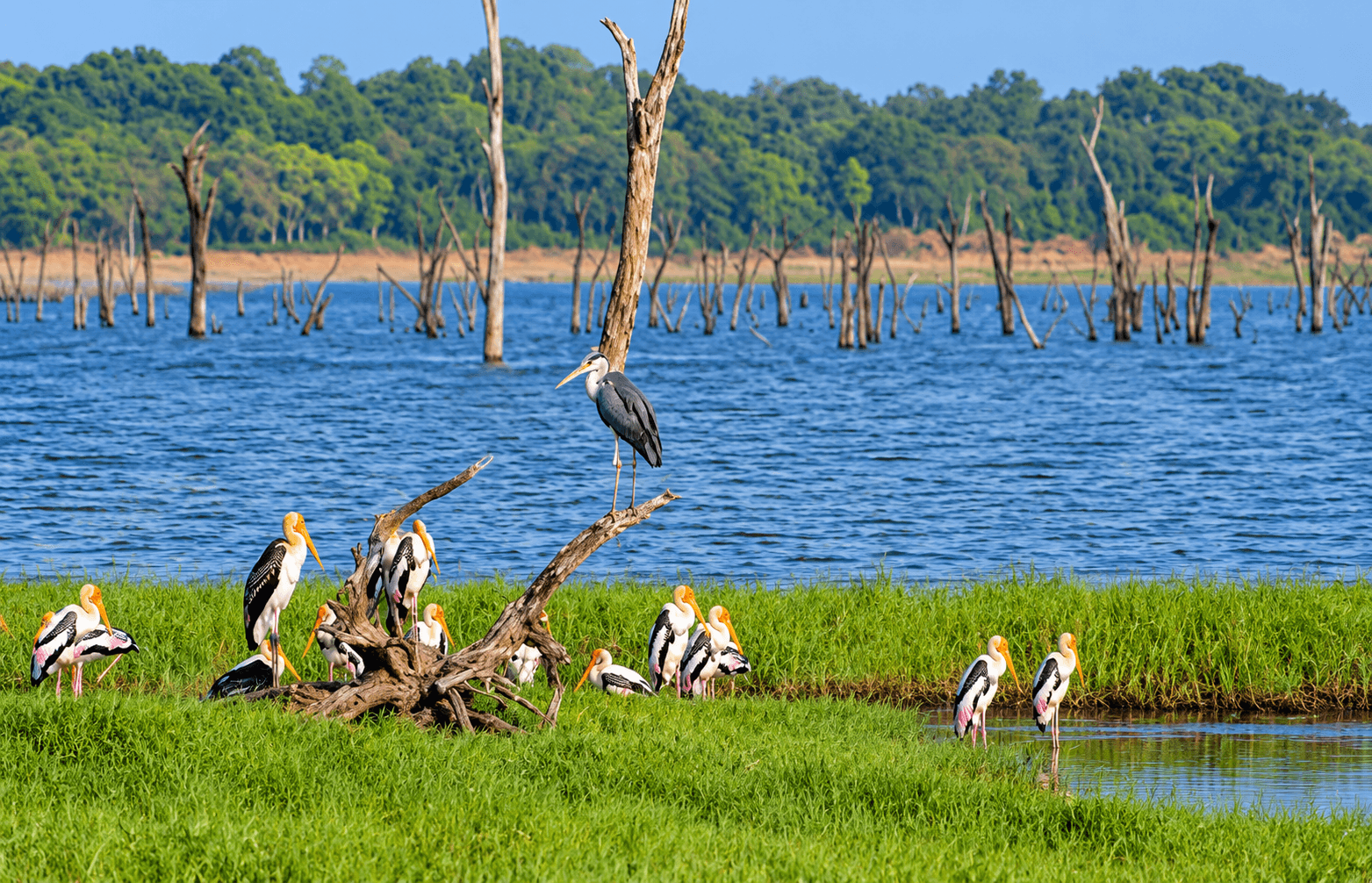 Kaudulla, Sri Lanka