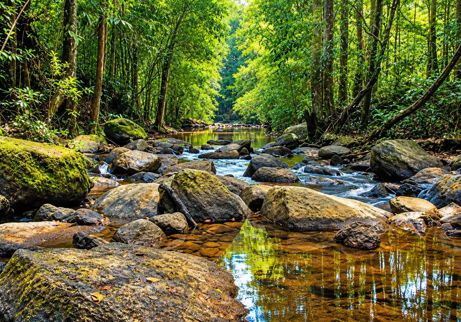Sinharaja, Sri Lanka