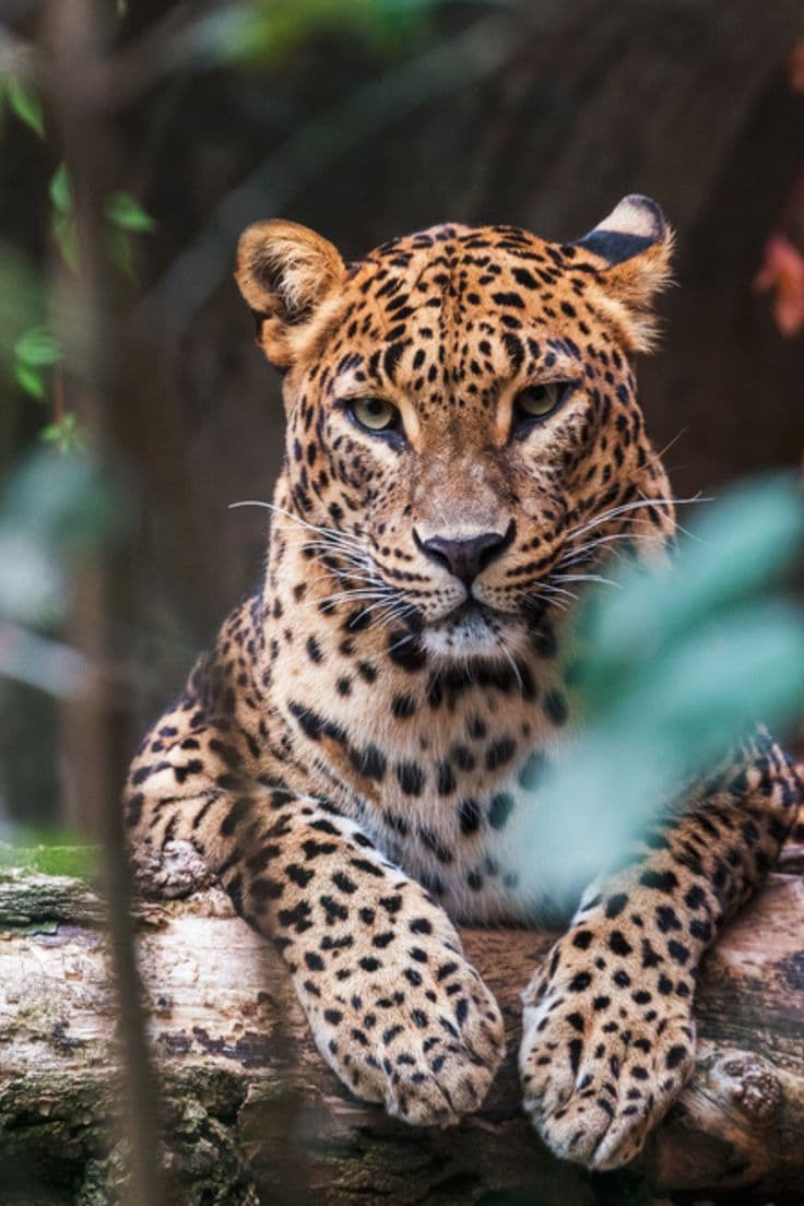 Yala, Sri Lanka