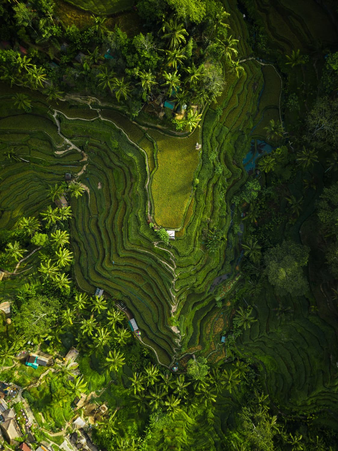Mist over Sri Lanka's central highlands
